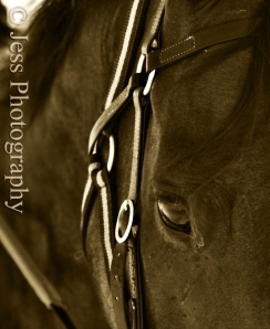 There is something about the outside of a horse that is good for the inside of a man.  ~Winston Churchill